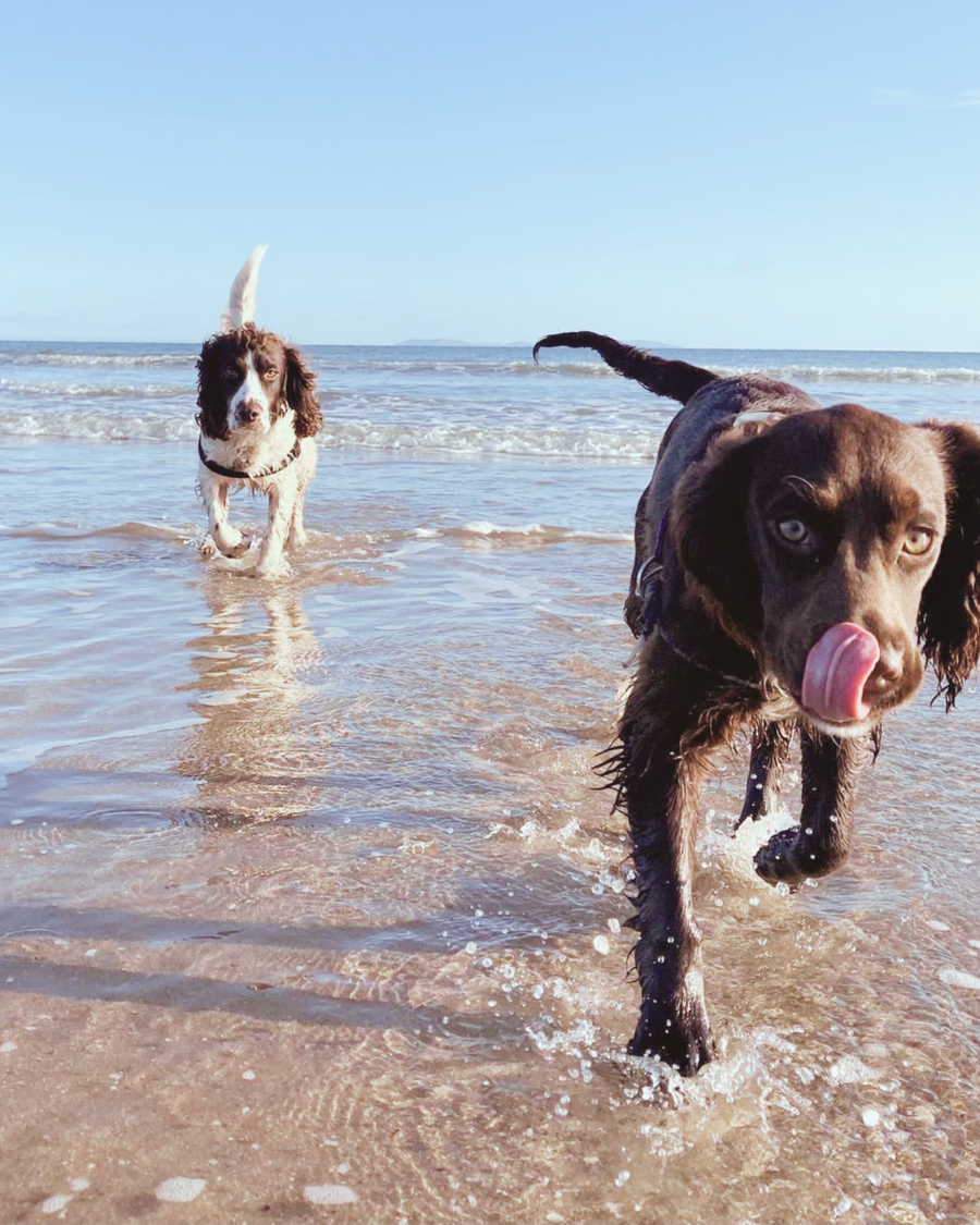Why We Built a Pet Food Brand Around Norway Lobster