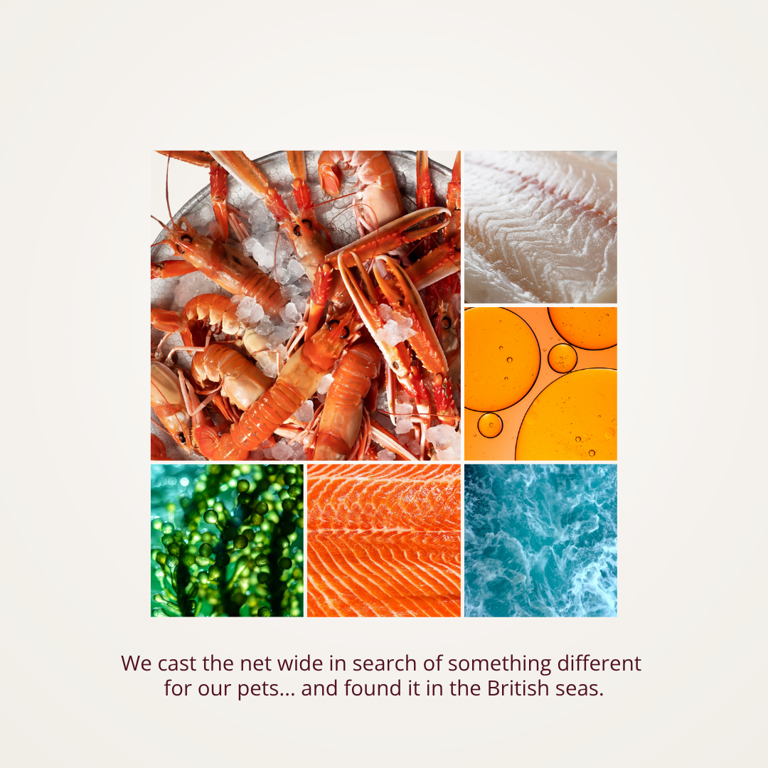 Discovery Bundle - Everyday Lobster Kibble for Cats