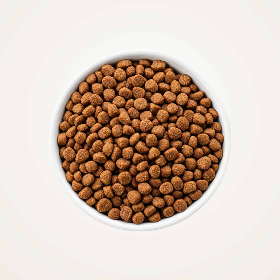 Discovery Bundle - Everyday Lobster Kibble for Cats
